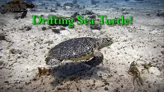 Drifting Sea Turtle!