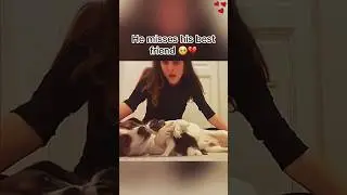 Pets grieve too 💔 #pets #pet #petloss  #dog #dogs #doglover #cats #cat #catloss #grief #catlover