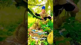 Manfaat & Bahaya Makan Durian Berlebihan #ManfaatDurian #BahayaDurian #TipsSehat #DurianLovers