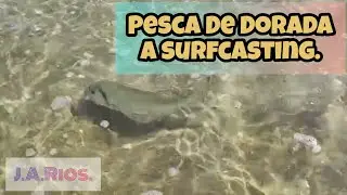 #Pesca #Surfcasting #OceanoAtlántico BATALLACOMPLETA #Dorada #Orata #SeaBream #Fishing #fishingvideo