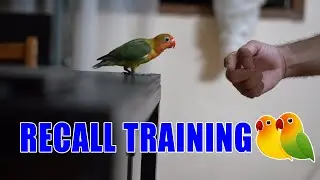 African Love Bird Recall Training | Iklog's Recall Training | IbonSerye