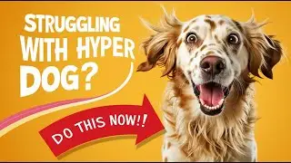 Why Hyperactive Dog Owners MUST do this