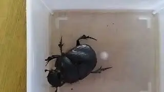 Dung beetle ( Order-Coleoptera)