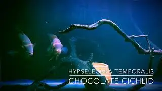 My Hypselecara Temporalis aka Chocolate Cichlid breeding pair.
