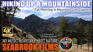 Hiking Up a Mountainside: Fall Morning in Mountain Lion Country