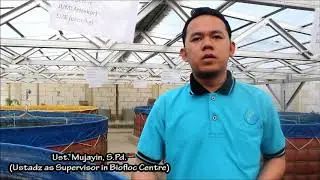 SEJARAH BIOFLOC LELE DARUL MA'ARIF