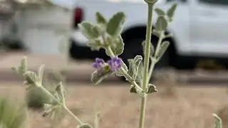 AZ Plant Reviews - Desert Lavender (Hyptis emoryi)