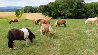 Eigentlich wollte ich meine Freundin beim Pony kaufen begleiten...