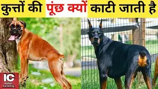 Why Do People Cuts Dog's Tail | Is Docking (Cutting Tail of Dogs) Beneficial | AWBI | Dogs Tail Cut