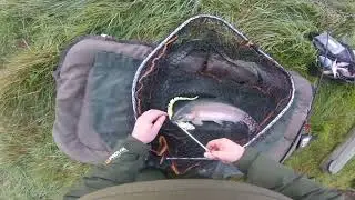 Big trout hits savage gear snake lure