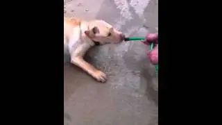 Funny dog
