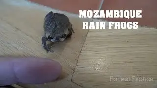 WORLDS CUTEST FROGS MOZAMBIQUE RAIN FROGS