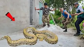 Brave Expert Catch Giant Pythons and 100 Dragon Snakes