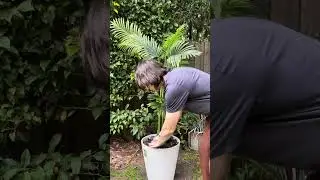 Easy DIY Fake Palm Tree Hack To Make Your Plants Look More Expensive #homedecor #interiordecor