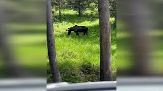 Meeting a Moose: Montana FWP shares safety tips