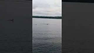 Group Diving Ducks with common Loons singing in background! #ducks #divingbirds #birdlovers #nature