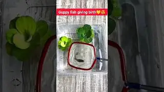Guppy fish giving birth 50+babies.😍💛❤.Guppy fish breeding box.