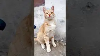 Cute overload | innocent eyes 😻 #sweetcats