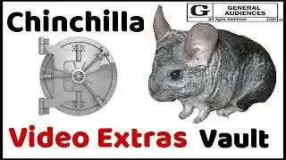 Pomchillas Items Video Vault - Chinchilla Treats Video Clip