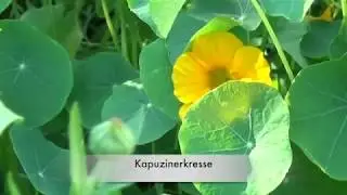 Neues Leben im Gartenreich #EssbareStadt #BadKreuznach