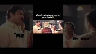 when I'm Introducing a New Cat To My Family 😺