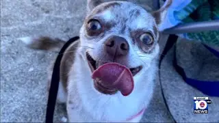 Family seeks vet transparency after Chihuahua's fatal procedure