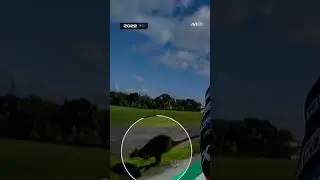 Aleix Espargaro's CLOSE encounter with a wallaby 🦘 | 2022 Australian GP