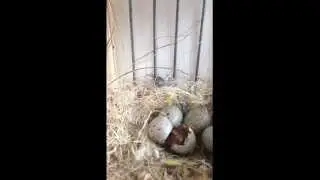 Baby bird hatching egg.uitkomen van het ei bij vogels