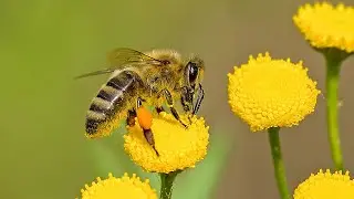 Honey Bees Make Honey | Amazing Find Giant HoneyBees |Giant HoneyBee For Food In The Mountain Forest
