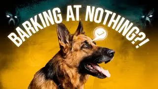 Why Dogs Suddenly Bark at Nothing &ndash; The Truth Will Shock You!