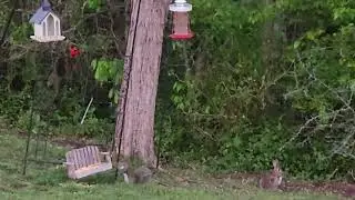 My Backyard Friends 🧡