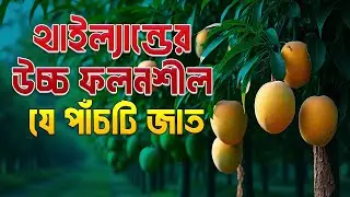 থাইল্যান্ডের সেরা ৫ আমের প্রজাতি । Top 5 Thai Mangoes