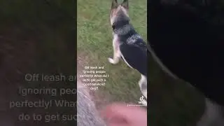 Off leash German shepherd ignores passing adults and children