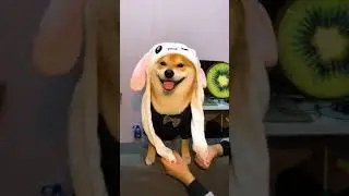 Magic Rabbit Ear Hat|Petsuppliesly