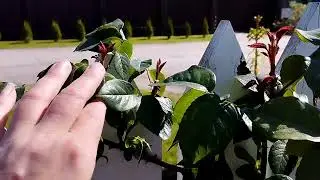 Роза 