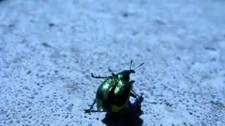 shiny snout beetle