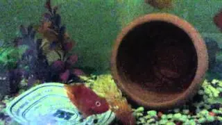 Parrot fish turning black