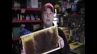 Drone comb on frames without foundation.