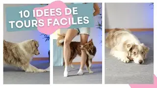 10 TOURS FACILES &agrave; apprendre &agrave; ton chien pour commencer le DOG DANCING !