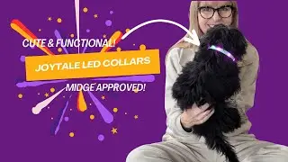 Brighten Your Night Walks! 🌟 Joytale Light Up Dog Collar Review