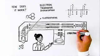 Orbitrap Tribrids Mass Spec Electron Transfer Dissociation (ETD) Whiteboard Animation