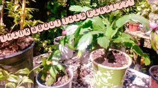 Bringing Houseplants outdoors for Summer? DO NOt make THIS mistake