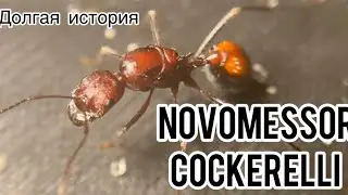 Новомессоры - долгая история