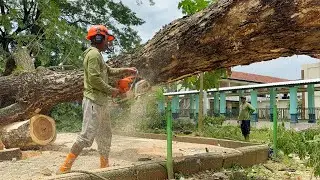 Building Rescue! Removing 2 Old Trees Squeezed Between Structures!