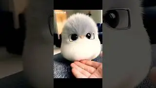The Cutest Birds Ever