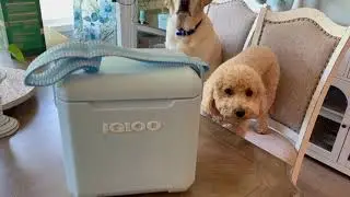 Igloo Tag Along Too Cooler   Insulated Hard Shell Picnic Style Coolers Igloo Tag Along Too Cooler