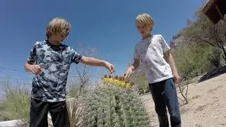 Trying a Barrel Cactus Fruit