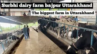 Surbhi Dairy Farm Bajpur Uttarakhand Nainital // the biggest farm in Uttarakhand @delightfarm417