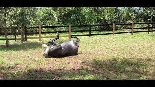 Horse Rolling on its Back 2