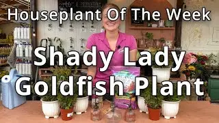 Shady Lady Goldfish Plant - Houseplant of the Week